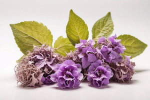 Patchouli