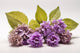 Patchouli