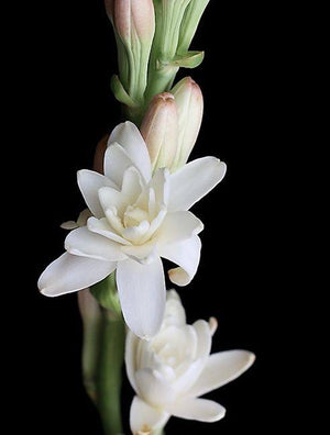 Indian Tuberose