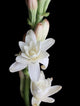 Indian Tuberose