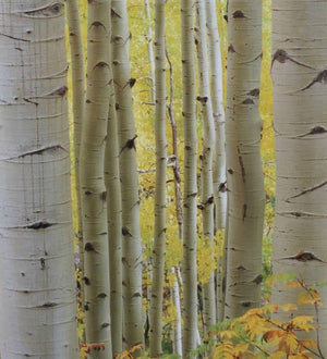 Birch