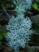 Oakmoss