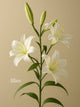  Lily