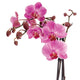 Orchid