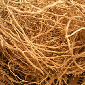 Vetiver