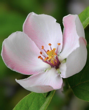 Apple Blossom