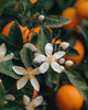 Neroli