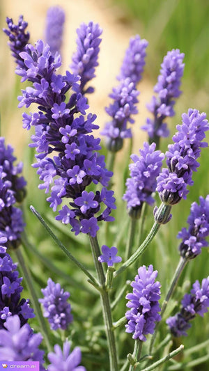 Lavender