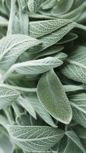 Sage