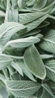 Sage
