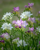 Freesia