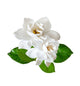 Gardenia