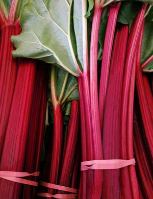 Rhubarb