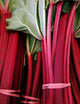 Rhubarb