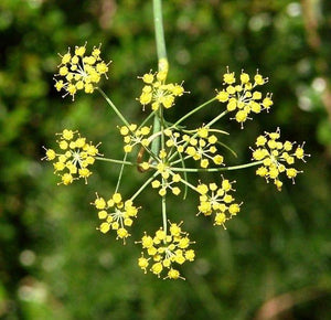 Fennel