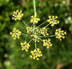 Fennel