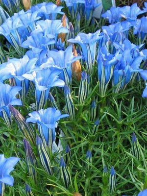Gentian