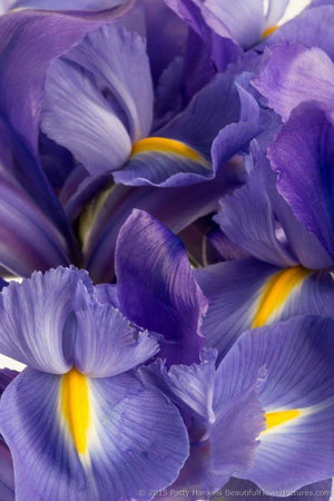 Iris