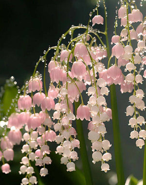Lily of the valley