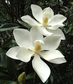 Magnolia