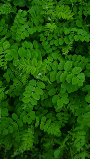 Green Notes
