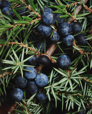 Juniper Berry