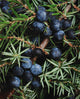 Juniper Berries