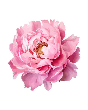 Peony