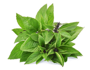 Basil