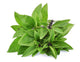 Basil