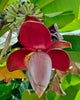 Banana Flower