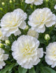 White Flowers