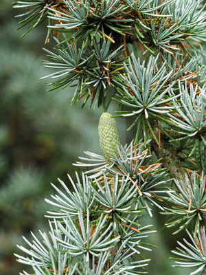Cedar