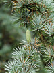 Cedar