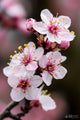 Cherry Blossom