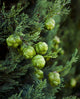 Cypress