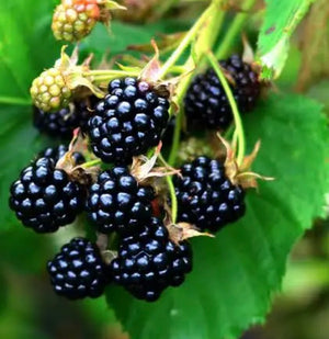 Dewberry