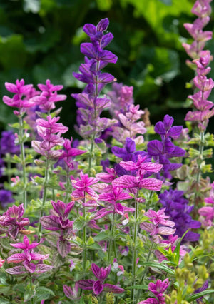 Clary sage