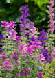 Clary sage