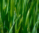 Tarragon