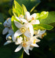 Orange blossom 
