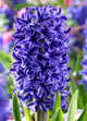 Hyacinth