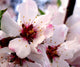 Blossom