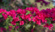 Bougainvillea