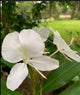 White ginger lily 