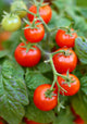 Tomato leaf