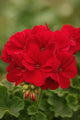 Geranium