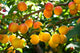 Mirabelle Plum