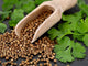 Clary Sage