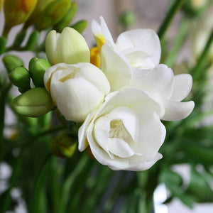 Freesia